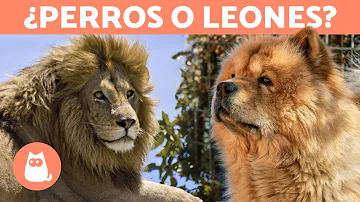 ¿Qué perro se parece más a un león?