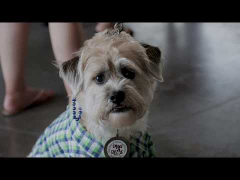 Video: Non-profit stelt honden als mode-modellen om adoptie te bevorderen