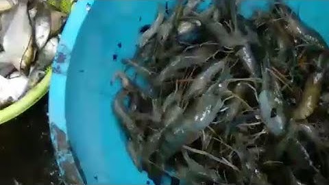 Tát ao vét bùn bắt cá, tôm càng xanh khủng |thanh miền tây