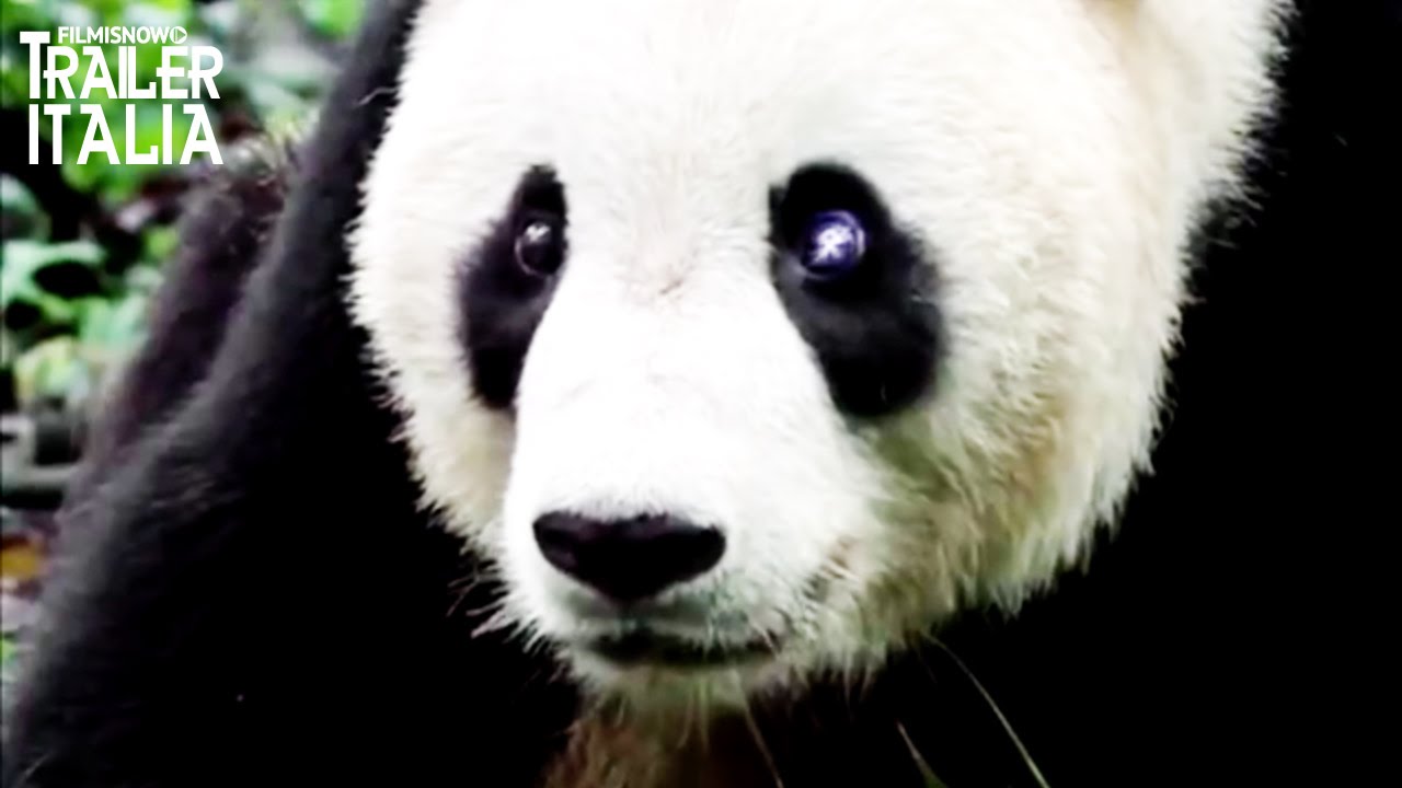 SNEEZING BABY PANDA Trailer Ufficiale Italiano [HD] YouTube