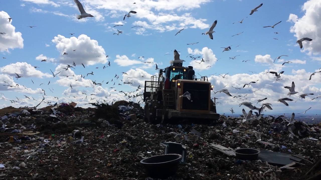 Garbage Gulls at the Boise Landfill YouTube