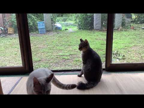 猫と縁側 cats on the ENGAWA - YouTube