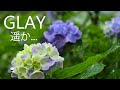 GLAY『遥か...』歌ってみた