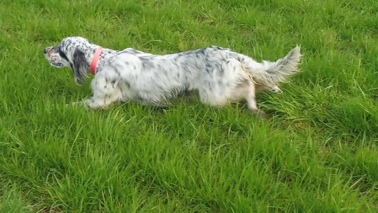 Arrêt Setter Anglais