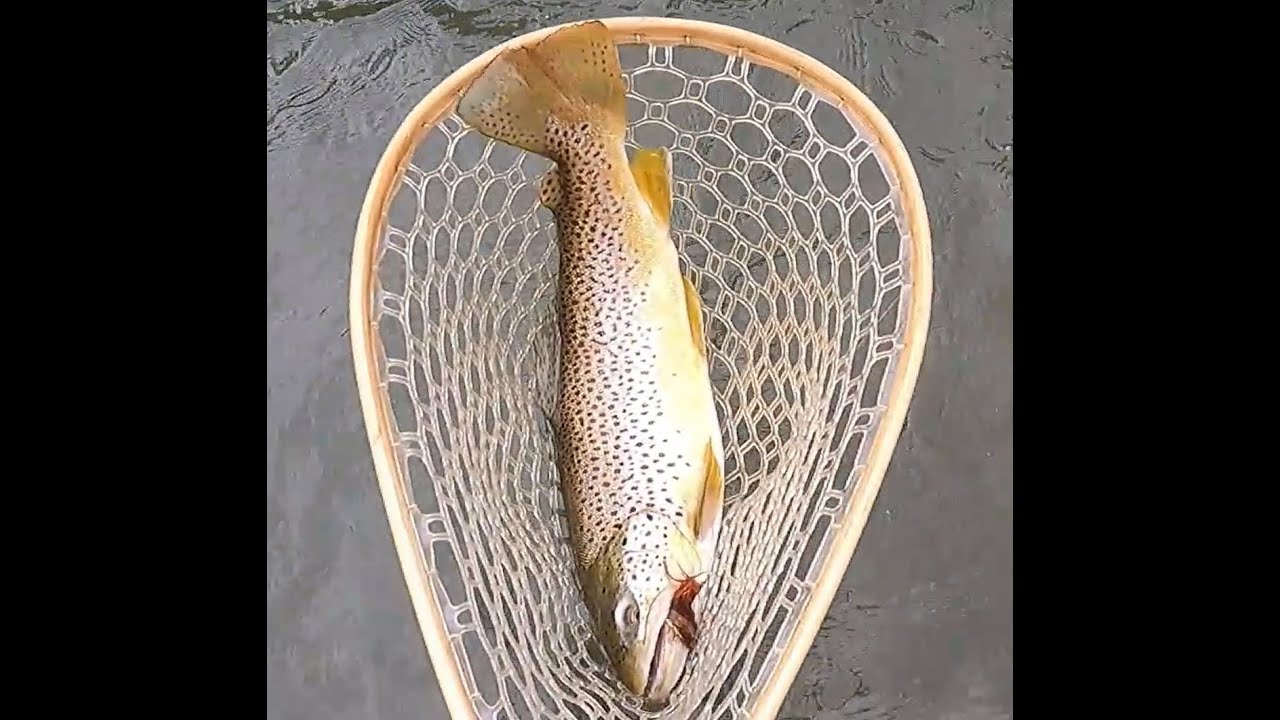 Big Brown Trout on an Antique Glass Fly Rod