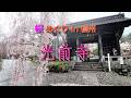 桜めぐり🌸春の旅 in 信州　「光前寺のしだれ桜」