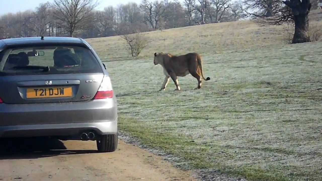 Woburn Safari Park England By Naty Youtube