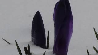 Izentzu - Panasonic Hc-Vx11 70X Digital Zoom Test