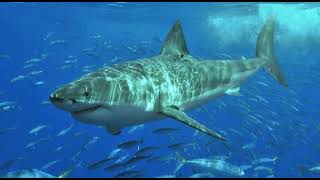 Ultimate Shark Simulator All Playables