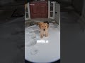 He Begged The Doorbell Cam For Help 😭💔