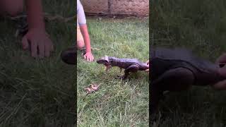 t-rex nasıl vejeteryan oldu?