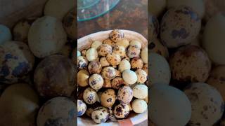 Boiling Quail Eggs