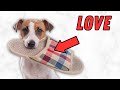 10 Secret Signs Your Jack Russell Loves You (Don&#39;t Ignore This!)