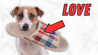 10 Secret Signs Your Jack Russell Loves You (Don't Ignore This!)