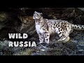 АЛТАЙ - ЗЕМЛЯ СНЕЖНОГО БАРСА [Дикая Сибирь] ИРБИСФИЛЬМ. Altay - the land of snow leopard. Altai.