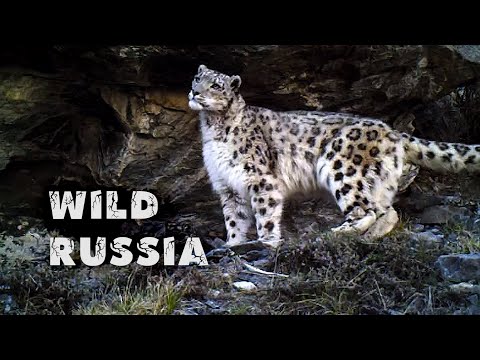 Altai. Tanah Macan Tutul Salju (Film oleh Ivan Usanov) Sifat Rusia. Siberia liar