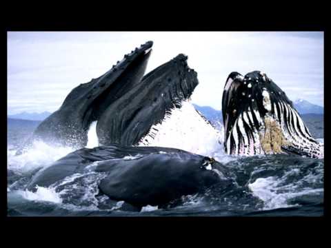 Зачем киты выпрыгивают из воды? Учоные нашли ответ!!