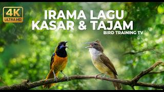   Masteran Roll Kasar Dahsyat Tembakan Cucak Cungkok Super Gacor Vs Cucak Jenggot Isian Greja