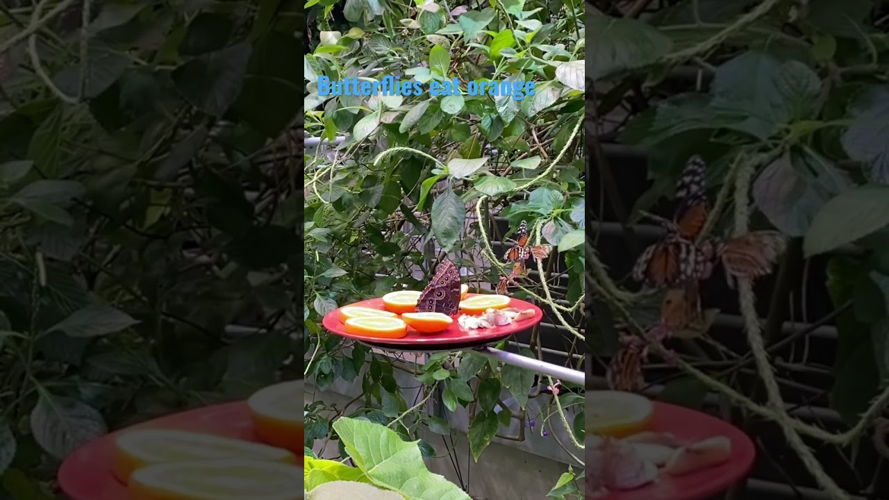 Butterflies 🦋 eat orange 