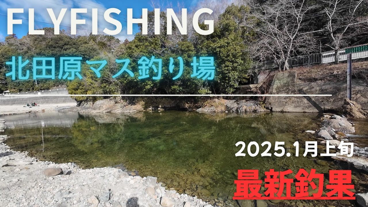 最新！北田原ます釣り場 202501上旬 フライフィッシング