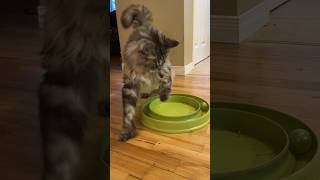 That Ball Has To Go #pets #animals #catvideo #shorts