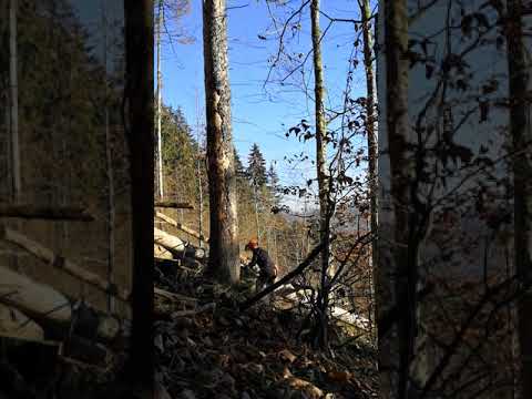 Stihl ms 462 😎💪