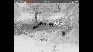 Hikmicro Falcon FH25