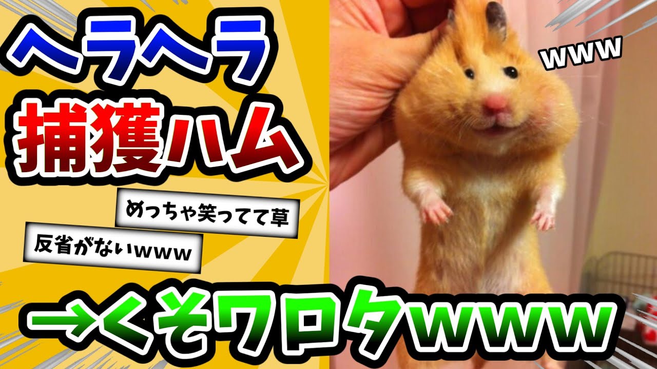 【2ch動物スレ】捕獲されたのにヘラヘラ笑ってるハムスターさんが面白すぎるｗｗｗ