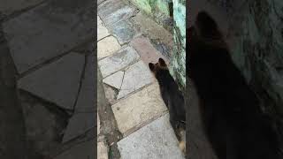 Ranis Old Video Shepherd Shaikh Vlogs