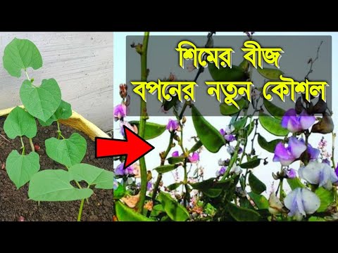 ভিডিও: কোঁকড়া শিম, চাষ, জাত, রেসিপি