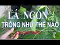 Lá Ngón trông như thế nào - Cách phân biệt lá Ngón Cực Độc