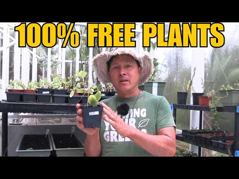 This Lady Gives Away FREE Vegetables that thrive in Florida