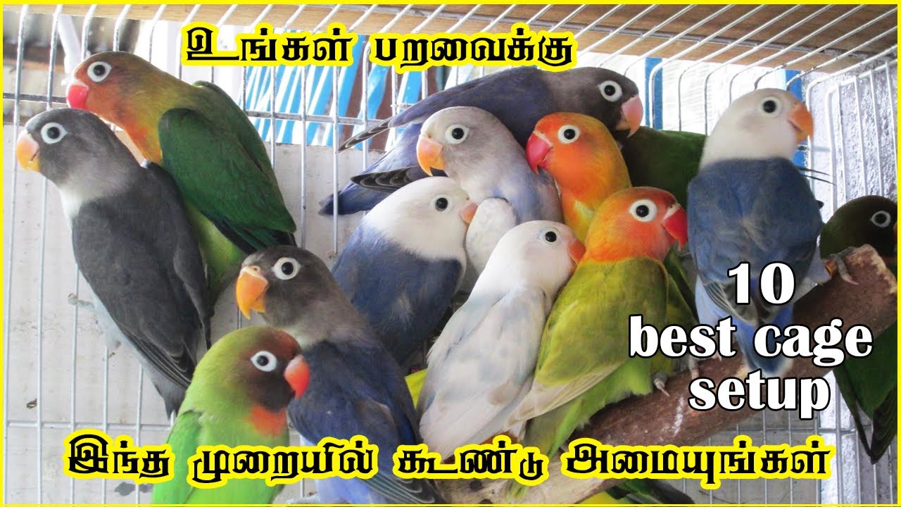Birds Cage Setup Tips in Tamil Fewminutes YouTube