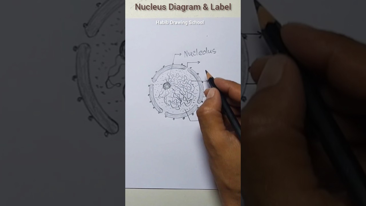 Nucleus Diagram & Label #shorts #nucleusdiagram #nucleus