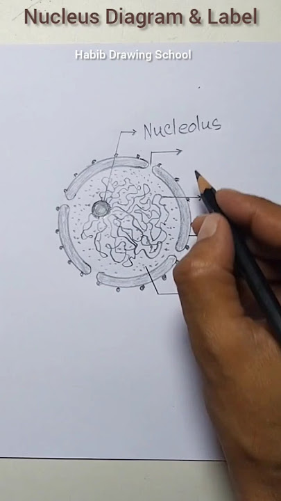 Nucleus Diagram & Label #shorts #nucleusdiagram #nucleus