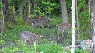 🦌🏞️Five Deer in Warner Park