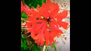 Brodha V  Aathma Raama   Atma Rama Anand Ramana agamaggarwal aathmarama shorts
