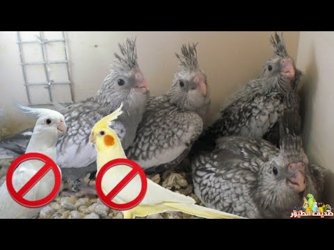 إذا كنت مبتدئ بتربية الكوكتيل لا تربي الكوكتيل اللاتينو و الالبينو