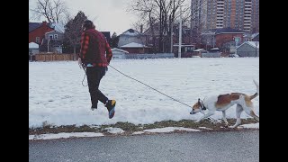 Ruby's Training is Complete! | Off Leash Training Program