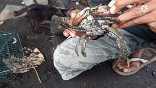 Jebakan kepiting!!!! AMPUH umpan ikan segar