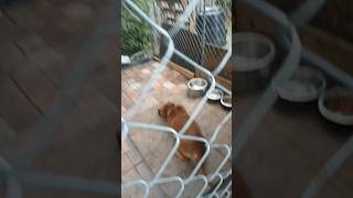 Diy Dog Kennel Setup