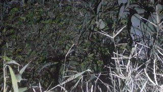 Luve Misteri||bareng Mbul Dan Itong Misteri
