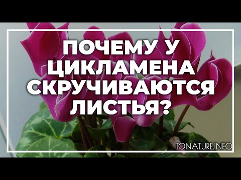 Почему у цикламена скручиваются листья в домашних условиях? | toNature.Info