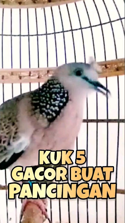 Suara Jernih Tekukur Kuk 5 Gacor Buat Pancingan ‼️