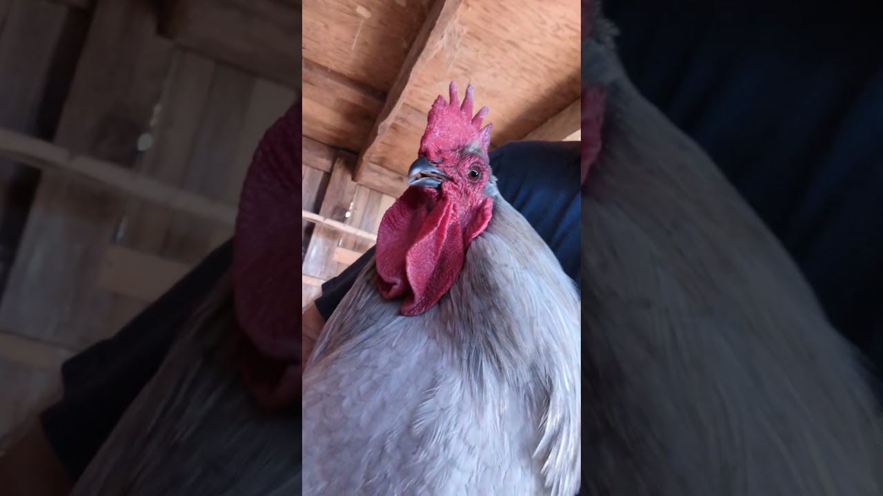 Angry rooster gets humbled