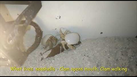What lives  seashells - Clam opens mouth, Clam walking