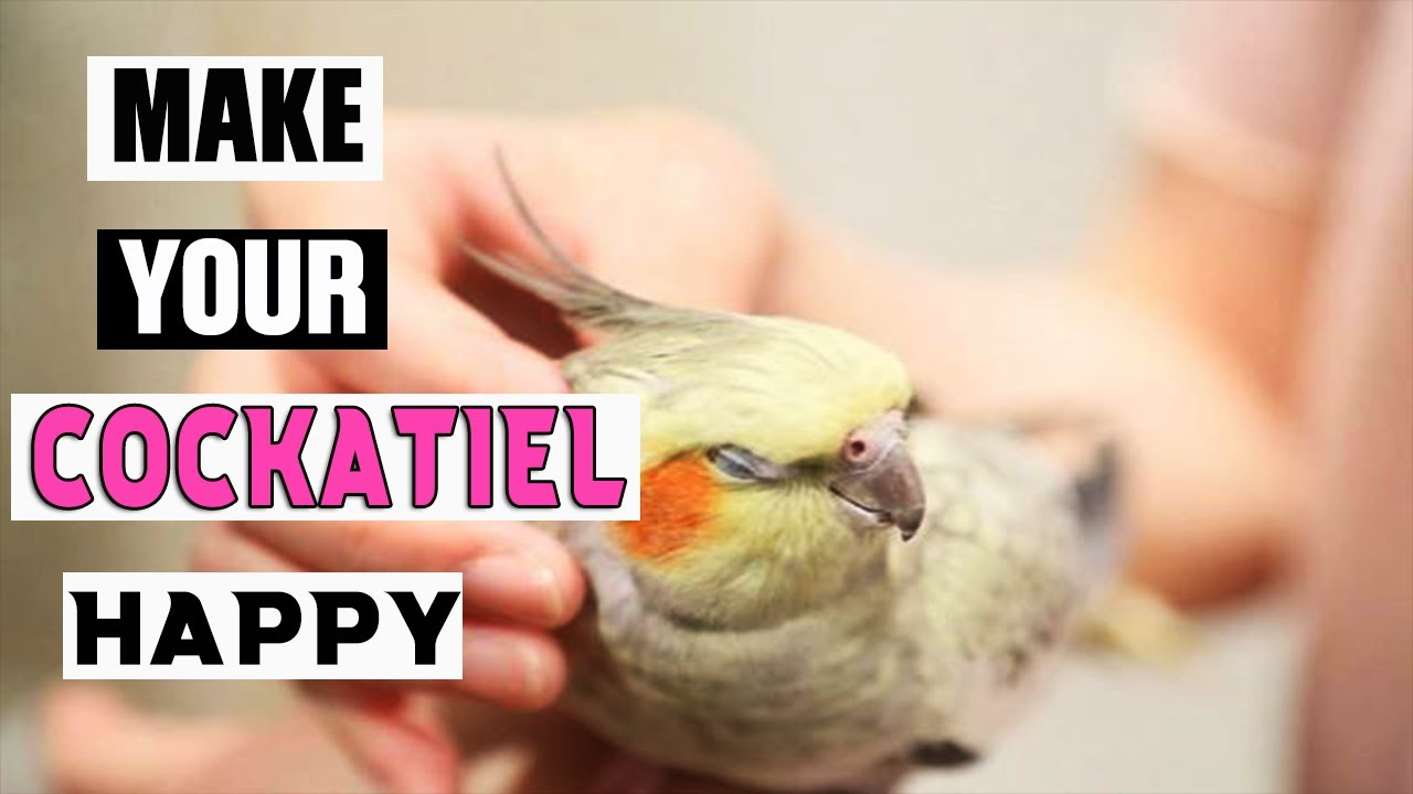 how to play with a parrot