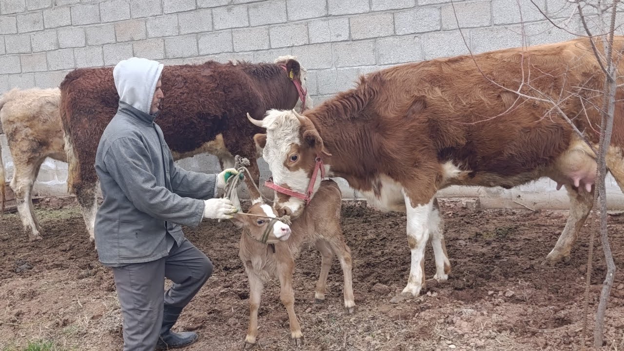 ГОВИ ФУРУШИ СЕМЕНТАЛ  НОМЕР 075561414 НАРХИ ГОВИ ГУСОЛАДОР 36500 6 февраля 2026 