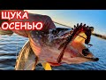 ЛОВЛЯ ЩУКИ ОСЕНЬЮ. РЫБАЛКА НА СПИННИНГ