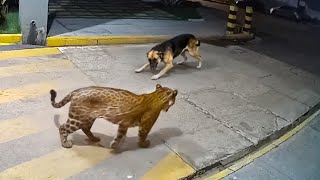 Cuando los Animales Se Metieron con el Adversario Equivocado